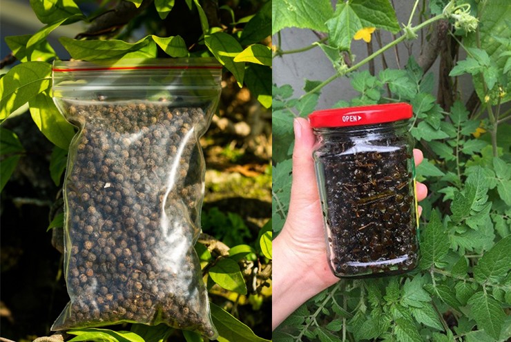 Loại quả "quê mùa" trước không ai ngó nay vào rừng hái về sang tay 300.000 đồng/kg- Ảnh 5. Loại quả "quê mùa" trước không ai ngó nay vào rừng hái về sang tay 300.000 đồng/kg- Ảnh 5.