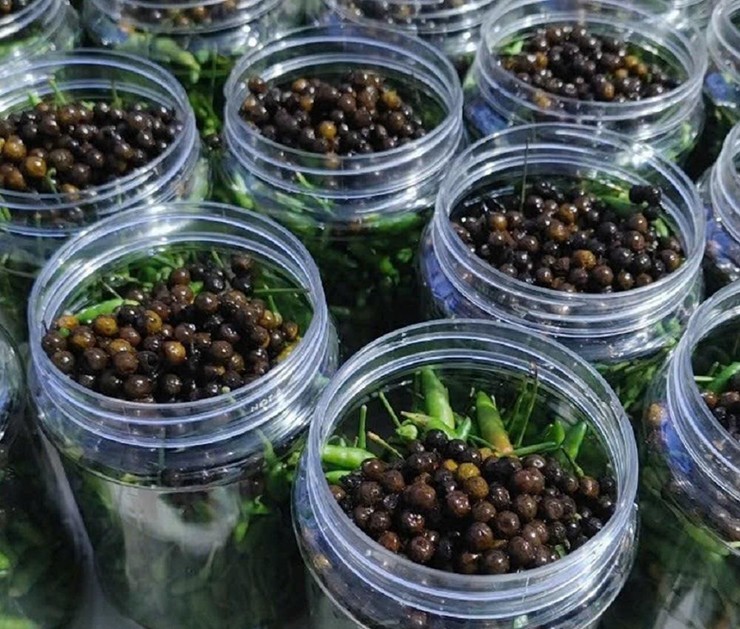 Loại quả "quê mùa" trước không ai ngó nay vào rừng hái về sang tay 300.000 đồng/kg- Ảnh 1. Loại quả "quê mùa" trước không ai ngó nay vào rừng hái về sang tay 300.000 đồng/kg- Ảnh 1.