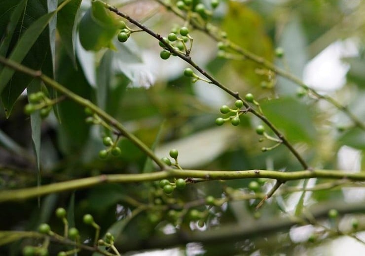 Loại quả "quê mùa" trước không ai ngó nay vào rừng hái về sang tay 300.000 đồng/kg- Ảnh 2. Loại quả "quê mùa" trước không ai ngó nay vào rừng hái về sang tay 300.000 đồng/kg- Ảnh 2.
