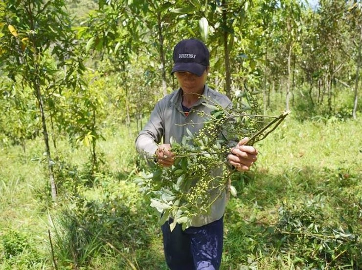 Loại quả "quê mùa" trước không ai ngó nay vào rừng hái về sang tay 300.000 đồng/kg- Ảnh 3. Loại quả "quê mùa" trước không ai ngó nay vào rừng hái về sang tay 300.000 đồng/kg- Ảnh 3.