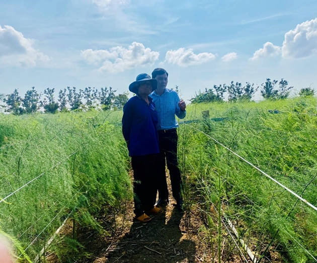 Trồng thành công "rau vua" cho đội "nón nhựa" trông ngồ ngộ, ông nông dân Ninh Thuận hễ cắt là bán hết sạch- Ảnh 2.