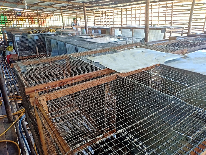 Một nông dân Cà Mau cứ đút chuối chín cho một con động vật nuôi trong lồng, bán 5,5 triệu/con- Ảnh 8.