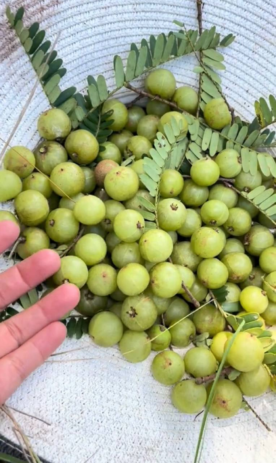 Loại quả dại "nhỏ xíu" trước rụng đầy gốc không ai nhặt nay "đắt như tôm tươi"- Ảnh 2. Loại quả dại "nhỏ xíu" trước rụng đầy gốc không ai nhặt nay "đắt như tôm tươi"- Ảnh 2.