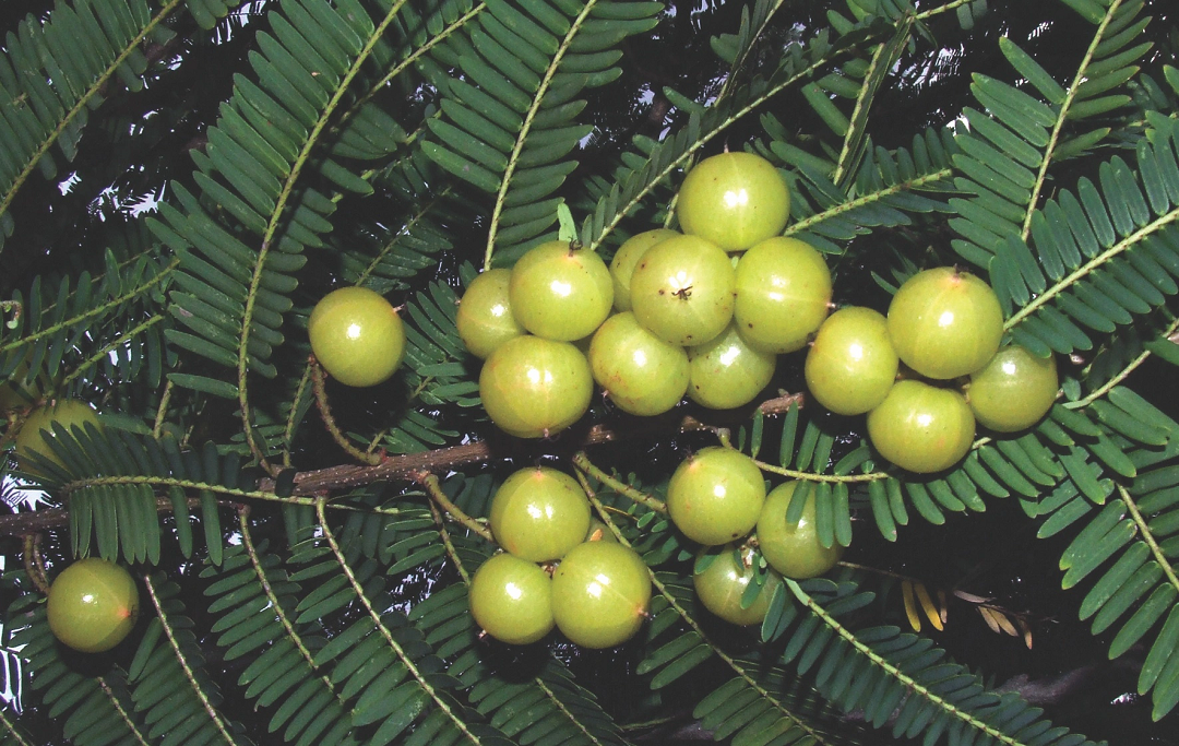 Loại quả dại "nhỏ xíu" trước rụng đầy gốc không ai nhặt nay "đắt như tôm tươi"- Ảnh 1. Loại quả dại "nhỏ xíu" trước rụng đầy gốc không ai nhặt nay "đắt như tôm tươi"- Ảnh 1.