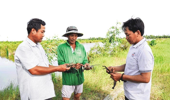 Trồng lúa kết hợp nuôi tôm ngon, nuôi cua bự trong ruộng phèn, nông dân Kiên Giang khá giả hẳn lên- Ảnh 1.