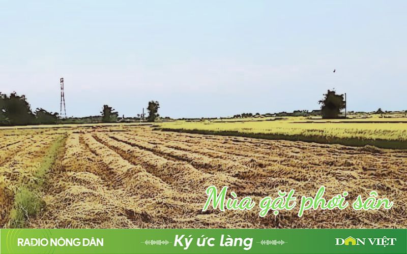 Mùa gặt phơi sân- Ảnh 1.