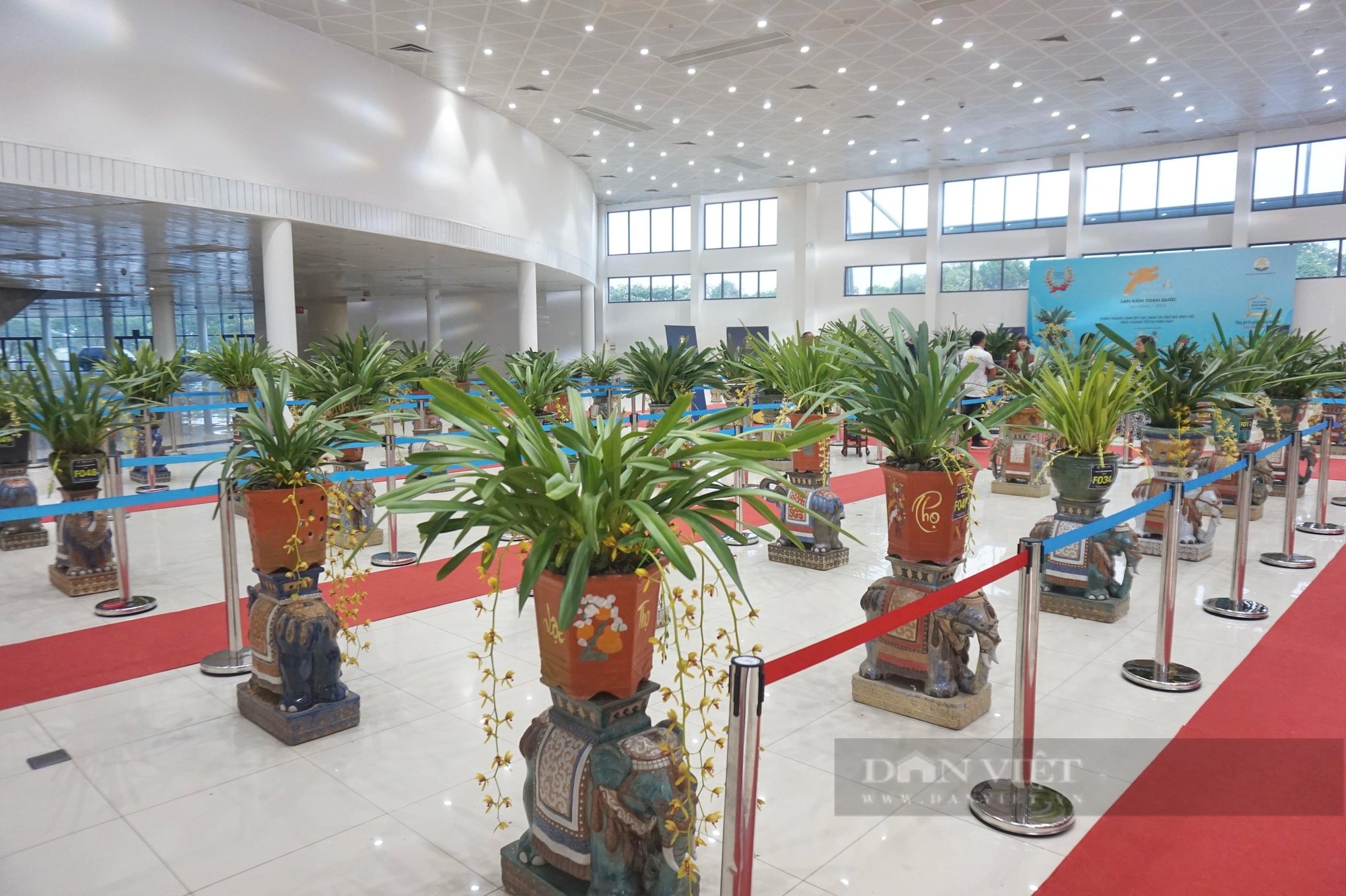 200 chậu lan kiếm đẹp mê hồn được giới thiệu tại một lễ hội ở TP.Đà Nẵng- Ảnh 3.