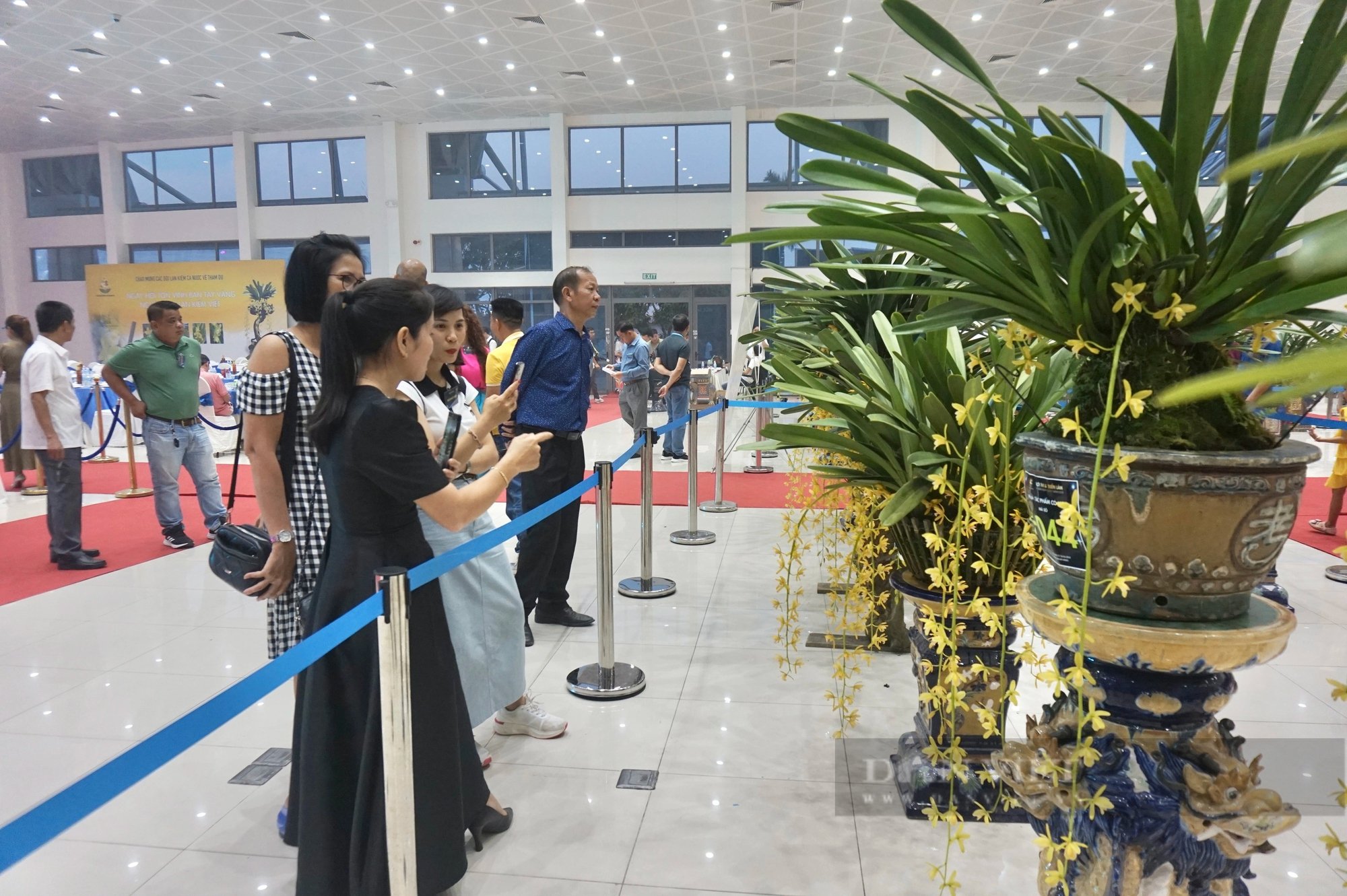 200 chậu lan kiếm đẹp mê hồn được giới thiệu tại một lễ hội ở TP.Đà Nẵng- Ảnh 4.