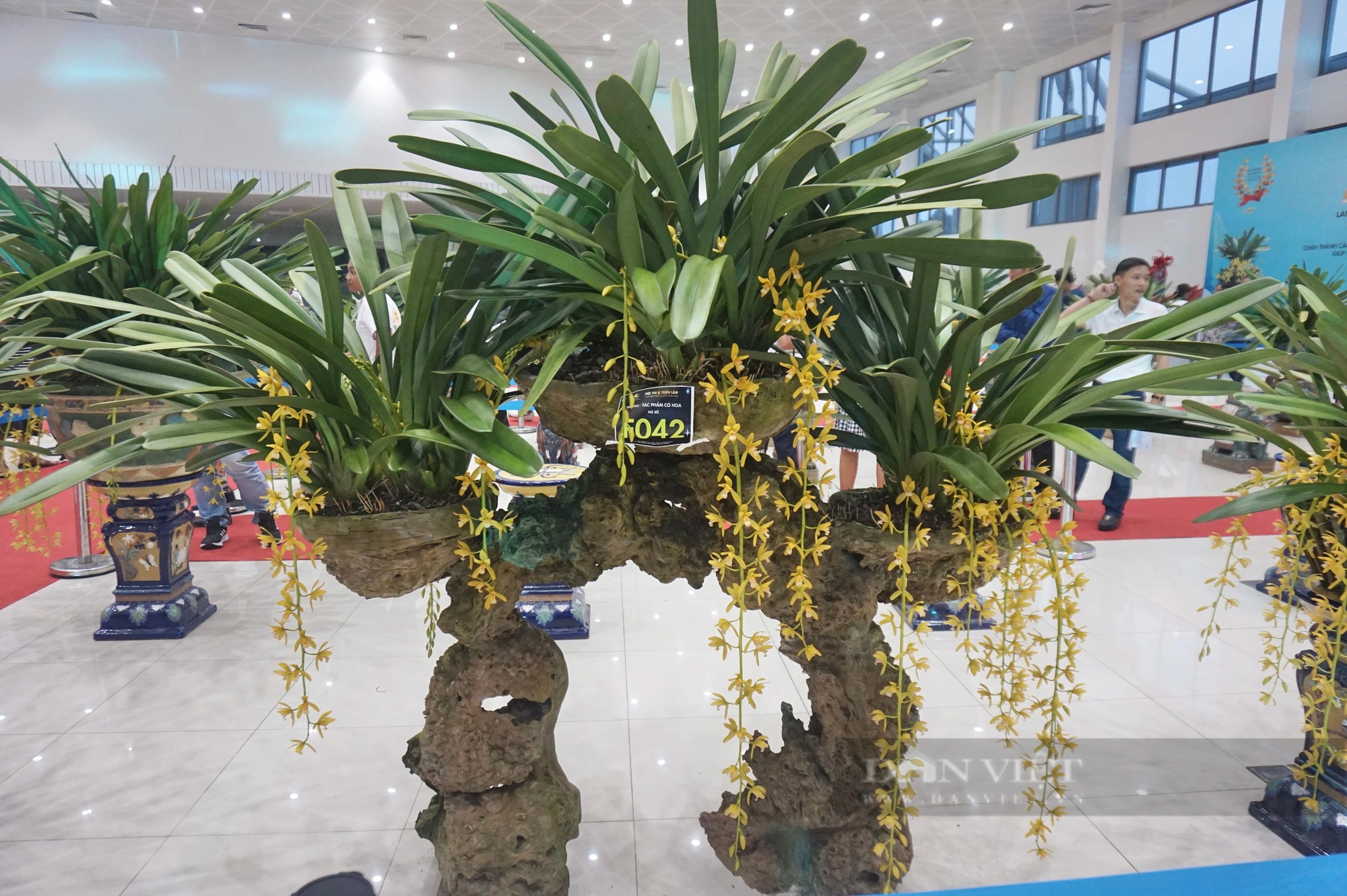 200 chậu lan kiếm đẹp mê hồn được giới thiệu tại một lễ hội ở TP.Đà Nẵng- Ảnh 6.