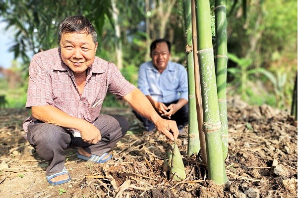 Trồng loại cây "nồi đồng cối đá" này ở Hậu Giang, bẻ măng, vặt lá bán, thương lái mua hết sạch- Ảnh 3.