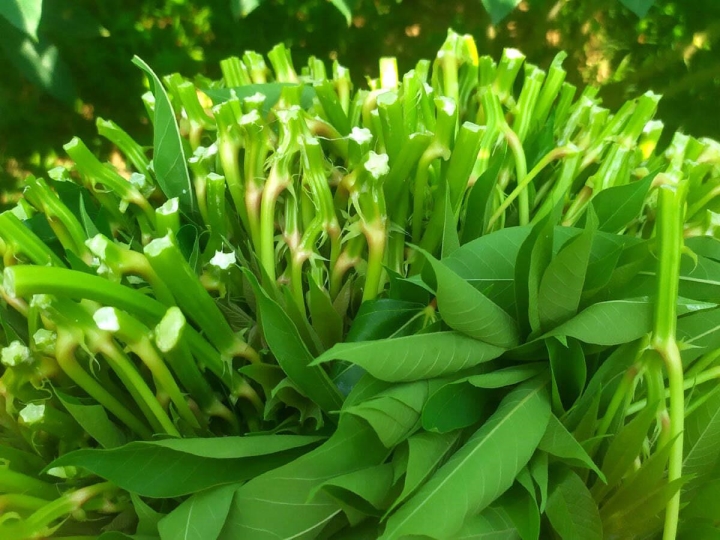 Thật bất ngờ với loại rau nhà nghèo lên sàn thương mại điện tử, bán cả trăm suất mỗi ngày- Ảnh 2.