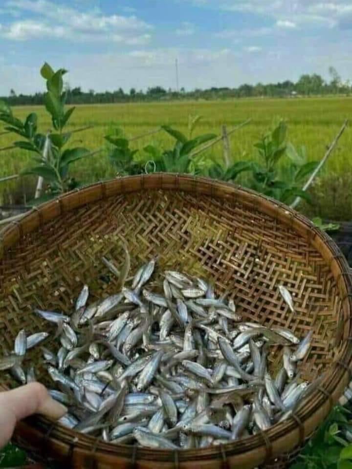 Loại cá đồng "chạy" hàng đàn ngoài sông, suối, xưa chê lên chê xuống, nay hóa đặc sản, kho khế chua ăn "bá cháy"- Ảnh 1.
