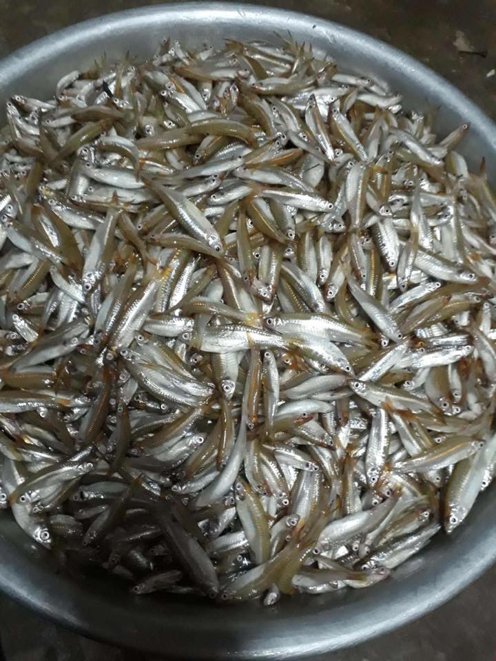 Loại cá đồng "chạy" hàng đàn ngoài sông, suối, xưa chê lên chê xuống, nay hóa đặc sản, kho khế chua ăn "bá cháy"- Ảnh 6.