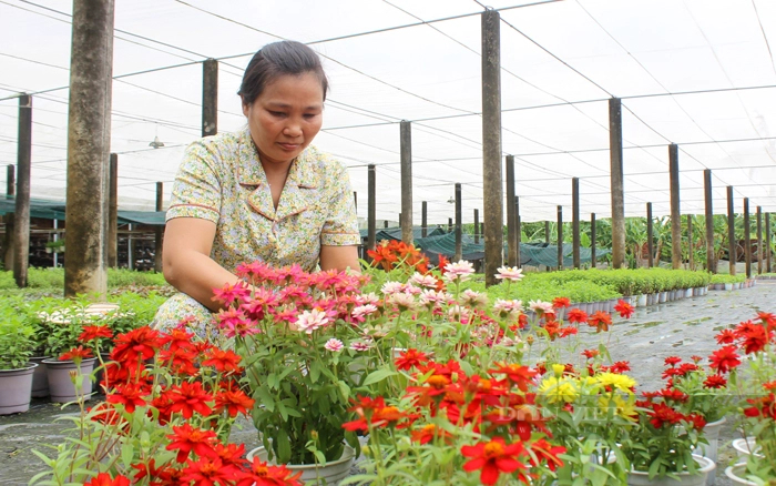 Mô hình trồng hoa nền của nông dân ở TP.Thủ Đức. Ảnh: Thanh Toàn
