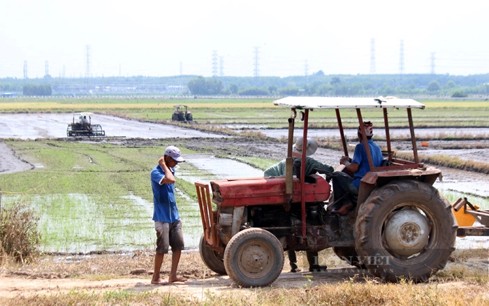 Nông dân trồng lúa ở huyện Củ Chi. Ảnh: Thanh Toàn