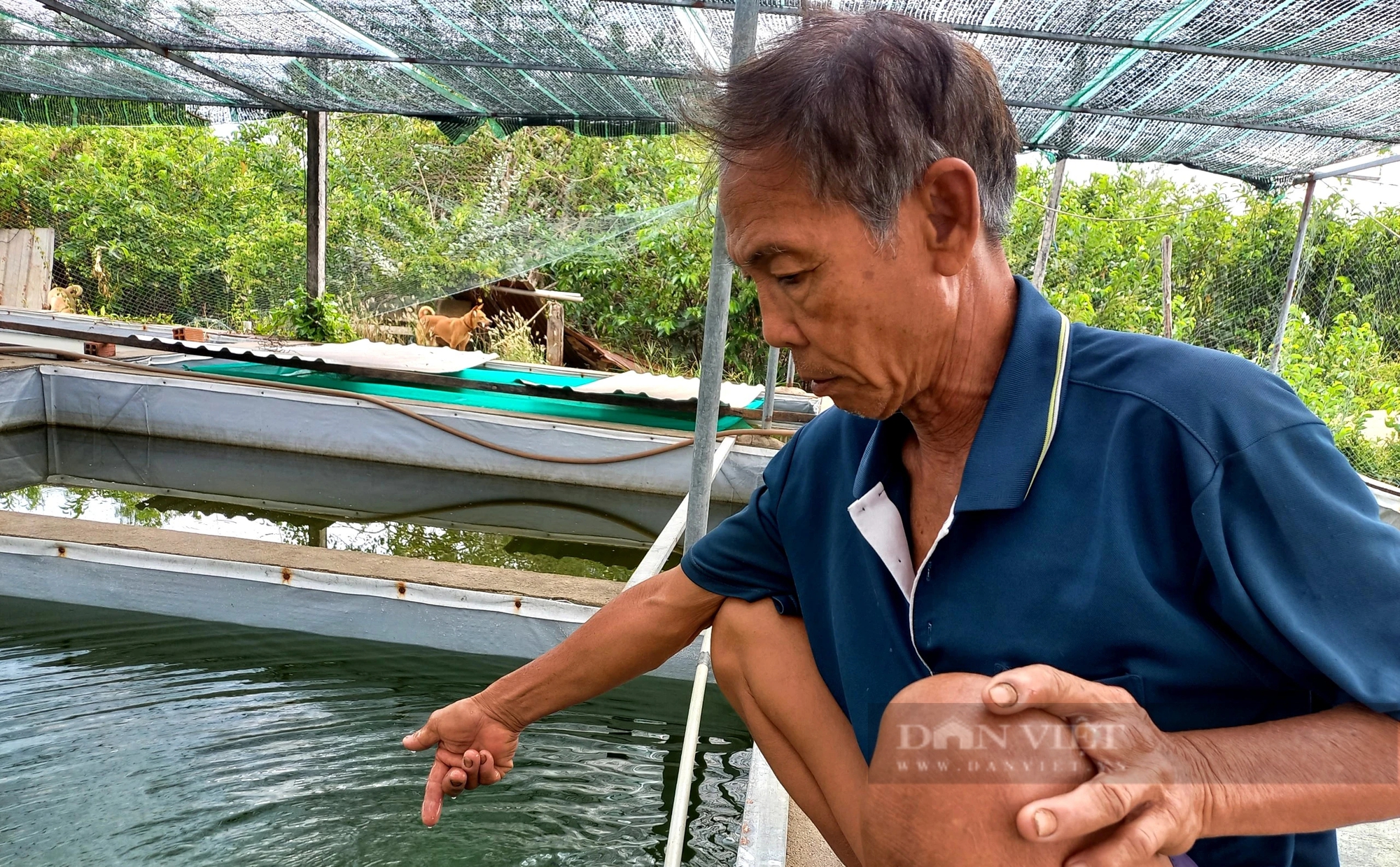 Từng hốt vàng nhờ nuôi cá kiểng sinh sản, giờ ông nông dân TP HCM tính “treo ao”, chả muốn cho con bám nghề- Ảnh 5.