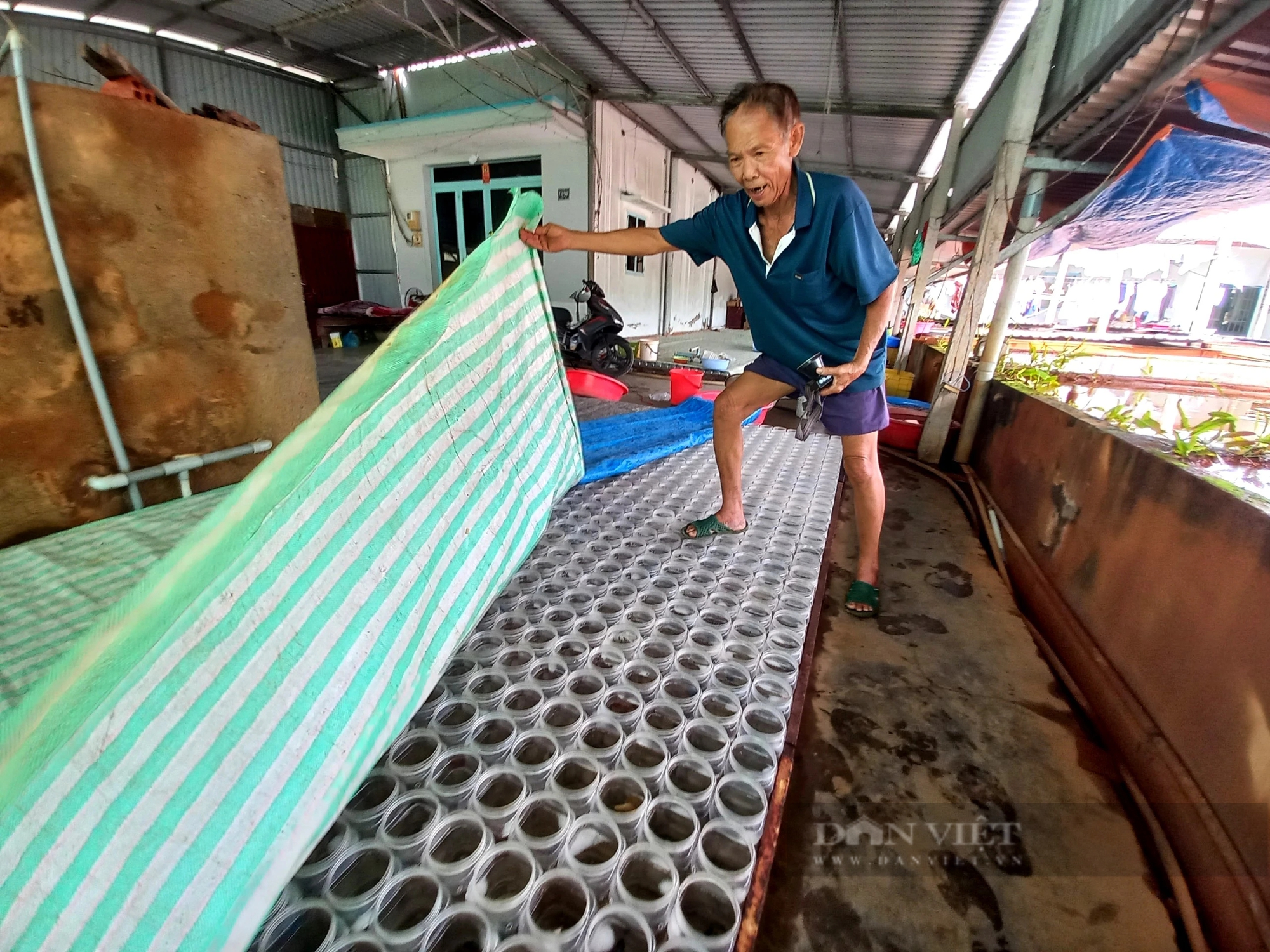 Từng hốt vàng nhờ nuôi cá kiểng sinh sản, giờ ông nông dân TP HCM tính “treo ao”, chả muốn cho con bám nghề- Ảnh 7.