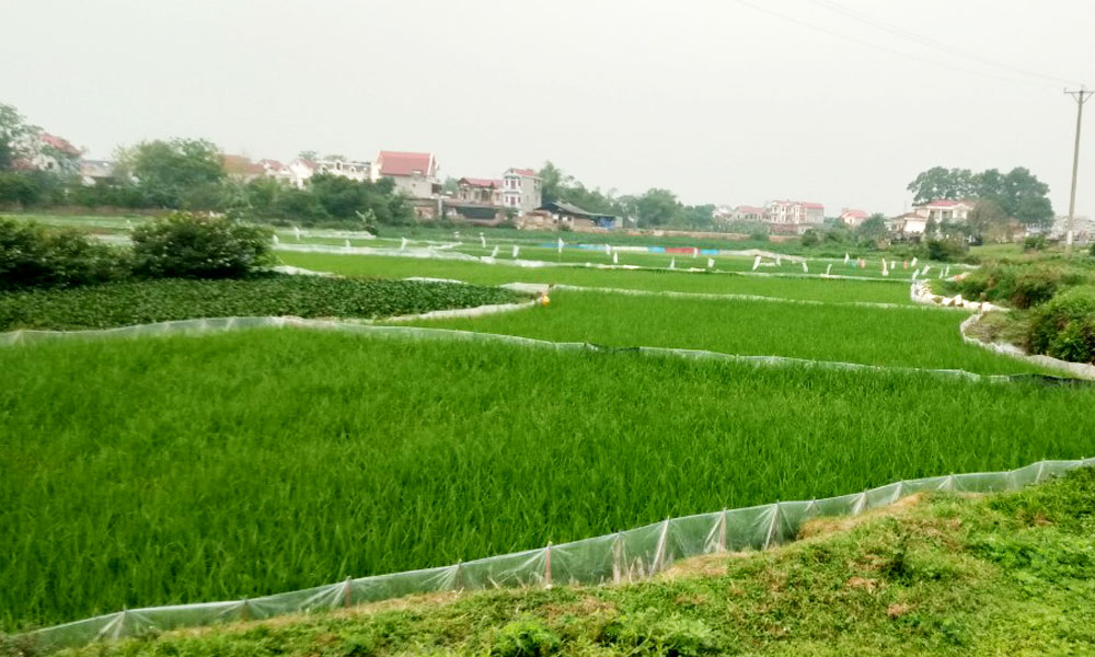 Con vật quái ác cắn phá loài cây cho 'hạt ngọc trời', nông dân Bắc Giang đồng loạt ra quân diệt trừ- Ảnh 1.