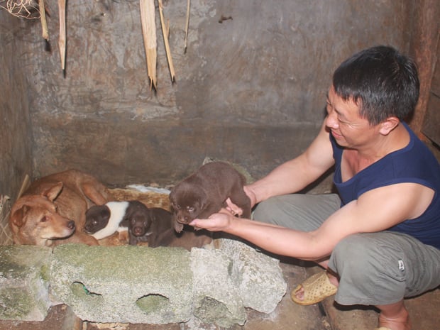 Ở Hà Giang có loài chó cộc đuôi ngộ nghĩnh, tinh khôn, dân bán 100 triệu/con khối người xuống tiền mua- Ảnh 4.