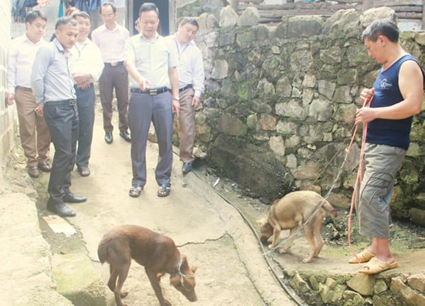 Ở Hà Giang có loài chó cộc đuôi ngộ nghĩnh, tinh khôn, dân bán 100 triệu/con khối người xuống tiền mua- Ảnh 2.