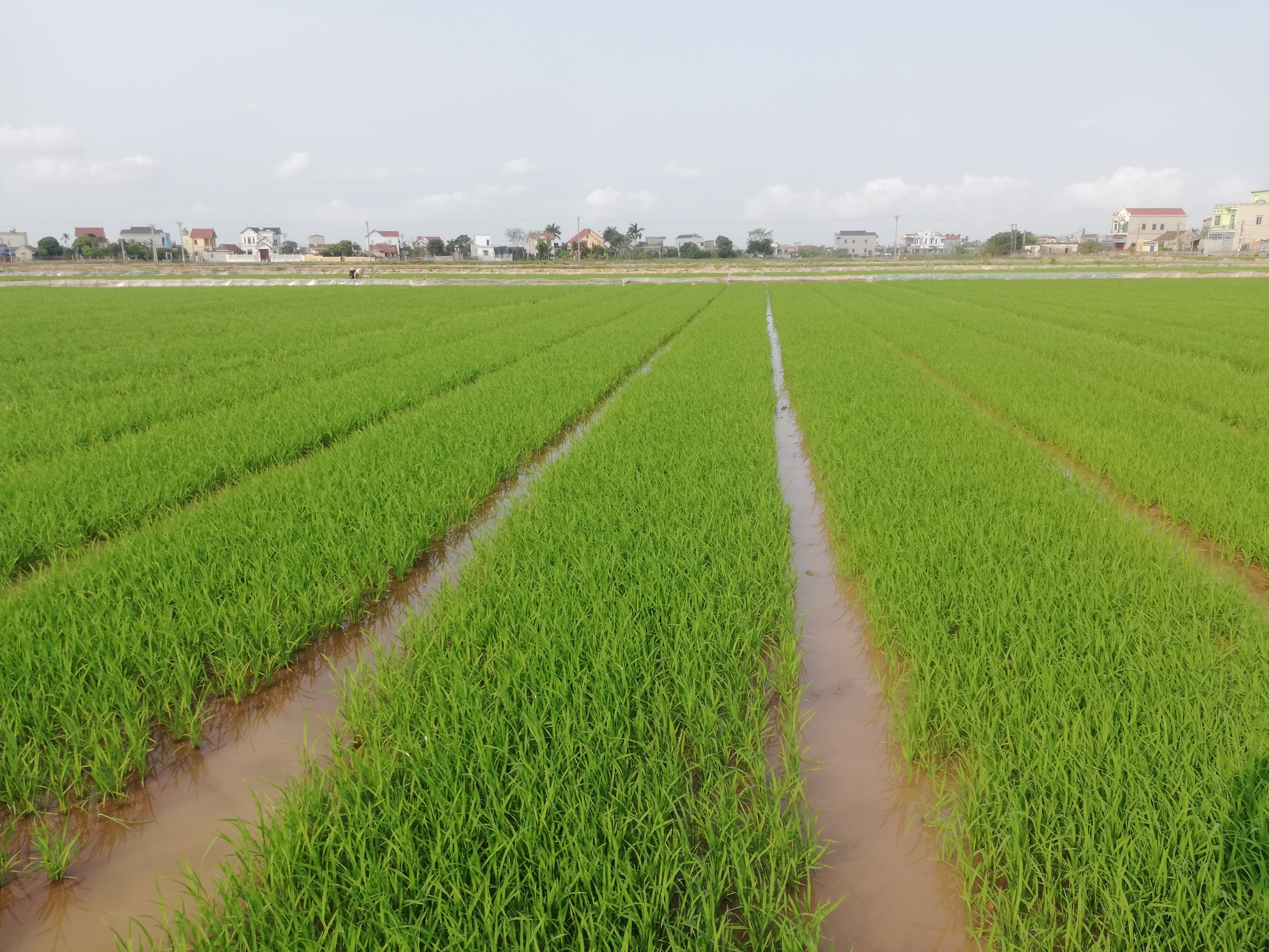 Dịch bệnh hại lúa Xuân có dấu hiệu bùng phát, ngành nông nghiệp Nam Định khuyến cáo điều gì?- Ảnh 2.