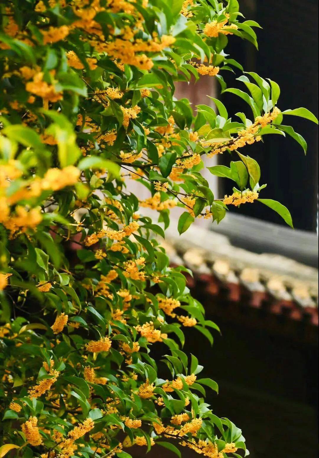 Trồng ngay cây cảnh này để khu vườn 4 mùa rực rỡ, hương thơm đầy trời, phú quý tự nhiên đến- Ảnh 14.