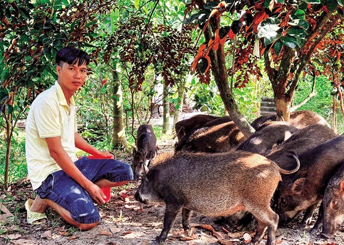 Anh cử nhân ngữ văn ở Sóc Trăng nuôi giống lợn dễ ăn, dễ ngủ, ham đi, nói bán là người ta vô xách liền- Ảnh 2.