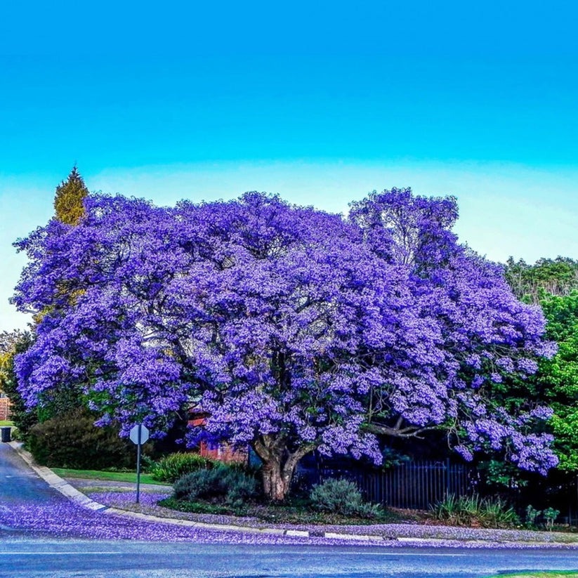 Trồng ngay cây cảnh này để khu vườn 4 mùa rực rỡ, hương thơm đầy trời, phú quý tự nhiên đến- Ảnh 7.