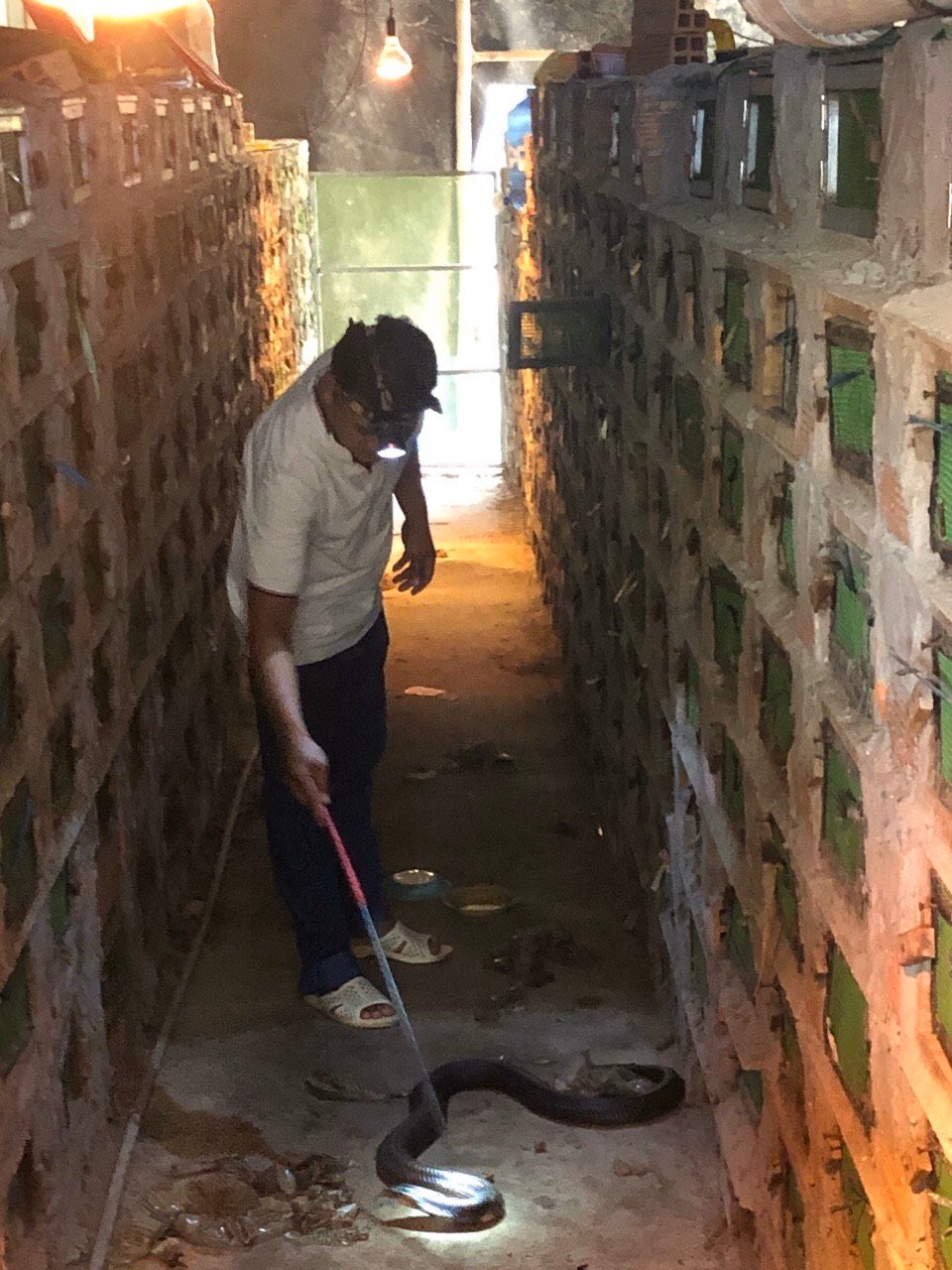 Nuôi con vật xưa là động vật hoang dã, "thở phì phì", nghe lạnh gáy, anh nông dân Sóc Trăng ngày càng mê?- Ảnh 4.