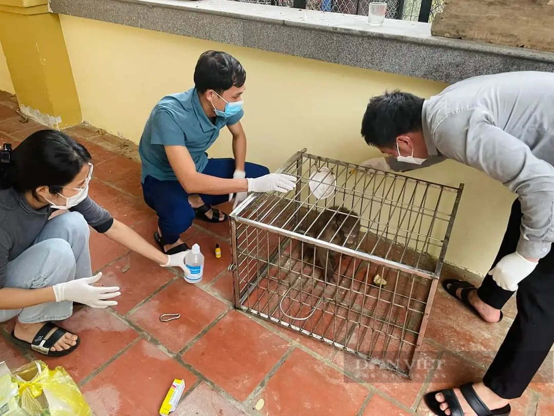 Bị thương nặng ở cổ, con động vật hoang dã đáng thương này được cứu hộ thành công ở Hà Tĩnh- Ảnh 2.