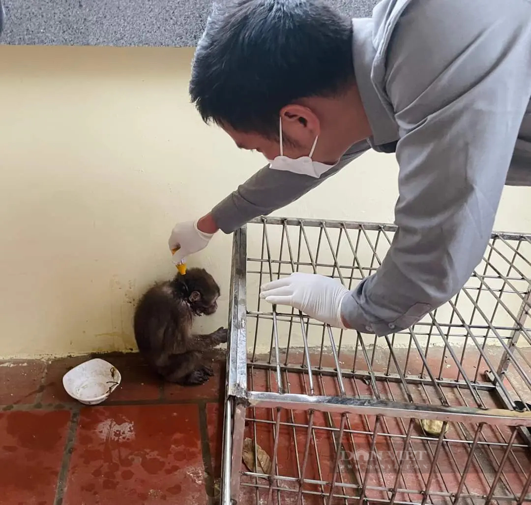 Bị thương nặng ở cổ, con động vật hoang dã đáng thương này được cứu hộ thành công ở Hà Tĩnh- Ảnh 3.