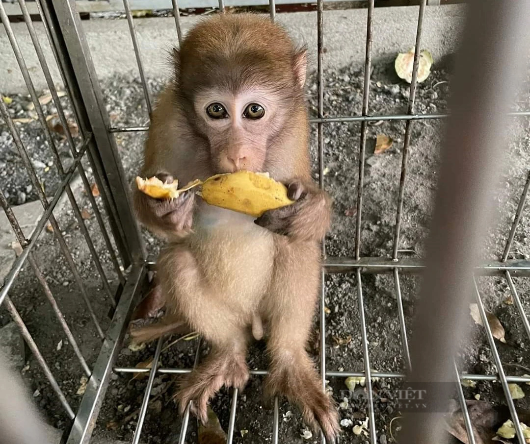 Bị thương nặng ở cổ, con động vật hoang dã đáng thương này được cứu hộ thành công ở Hà Tĩnh- Ảnh 4.