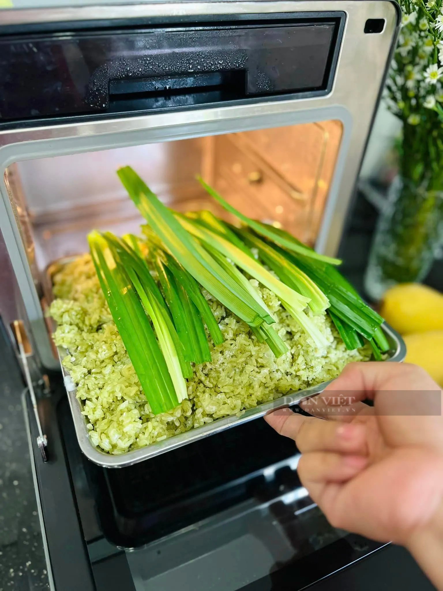 Loại lá "thần dược" của sức khỏe và sắc đẹp, chữa bệnh tiểu đường, nấu xôi thơm ngon, tươi đẹp- Ảnh 8.