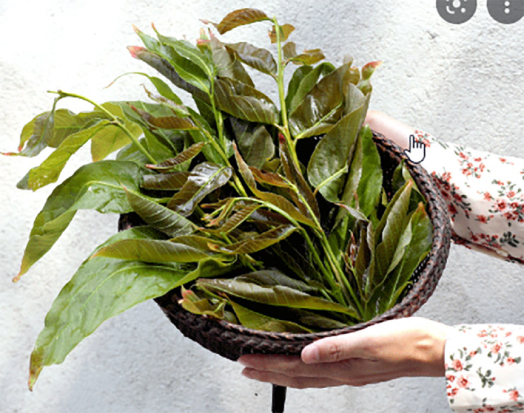 Loại rau dại xưa không ai "ngó" nay thành đặc sản 90.000 đồng/kg- Ảnh 4. Loại rau dại xưa không ai "ngó" nay thành đặc sản 90.000 đồng/kg- Ảnh 4.