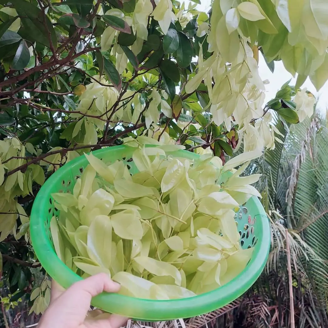 Loại rau dại xưa không ai "ngó" nay thành đặc sản 90.000 đồng/kg- Ảnh 1. Loại rau dại xưa không ai "ngó" nay thành đặc sản 90.000 đồng/kg- Ảnh 1.