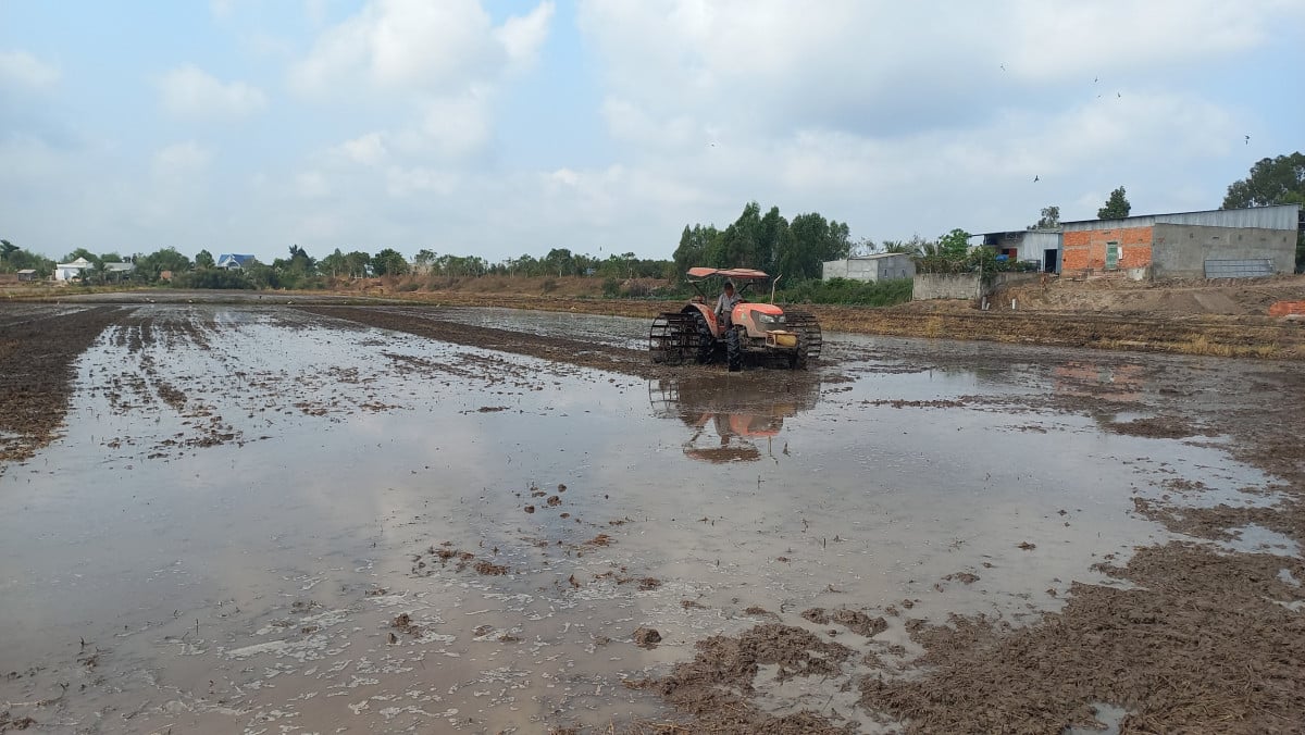 Làm lúa chưa bao giờ thích đến thế, sau vài tháng nông dân Long An có lãi hơn 30 triệu đồng/ha- Ảnh 2.