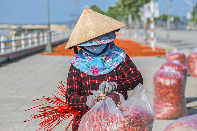Đường ngàn tỷ đẹp nhất, nhì tỉnh Quảng Ngãi đỏ “lừ” vì ớt - Ảnh 10. Đường ngàn tỷ đẹp nhất, nhì tỉnh Quảng Ngãi đỏ “lừ” vì ớt - Ảnh 10.