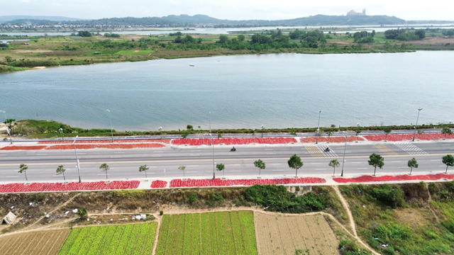 Đường ngàn tỷ đẹp nhất, nhì tỉnh Quảng Ngãi đỏ “lừ” vì ớt - Ảnh 1. Đường ngàn tỷ đẹp nhất, nhì tỉnh Quảng Ngãi đỏ “lừ” vì ớt - Ảnh 1.