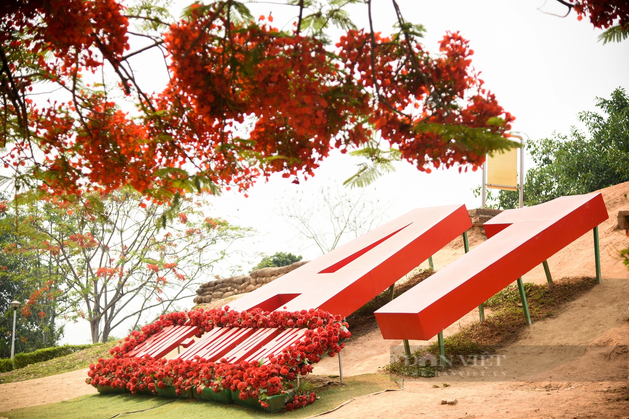 Ngắm hoa phượng 