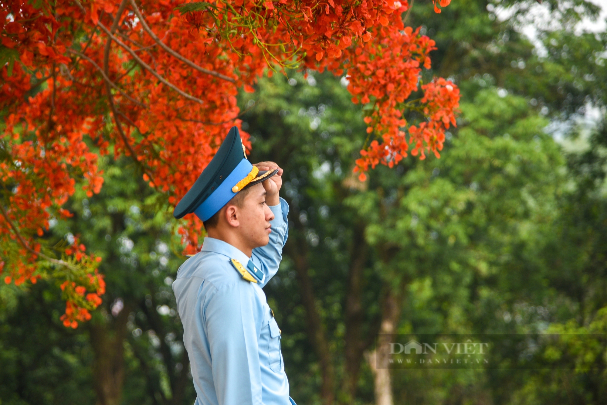 Ngắm hoa phượng 