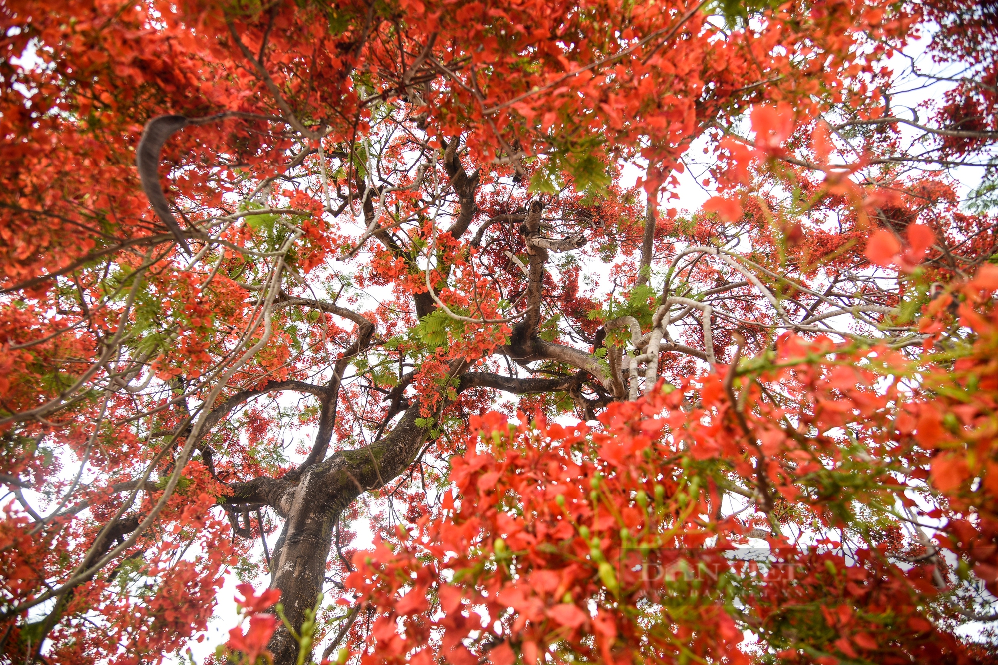 Ngắm hoa phượng 