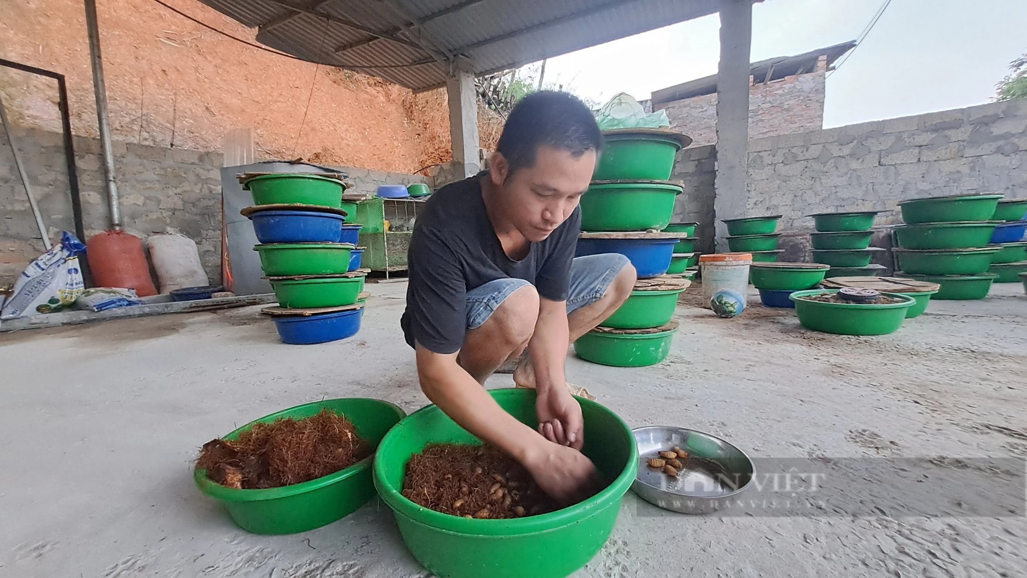 Nuôi con vật béo múp, chỉ ăn một lần vẫn lớn, anh nông dân Thái Nguyên tự trả lương cao cho mình- Ảnh 1.