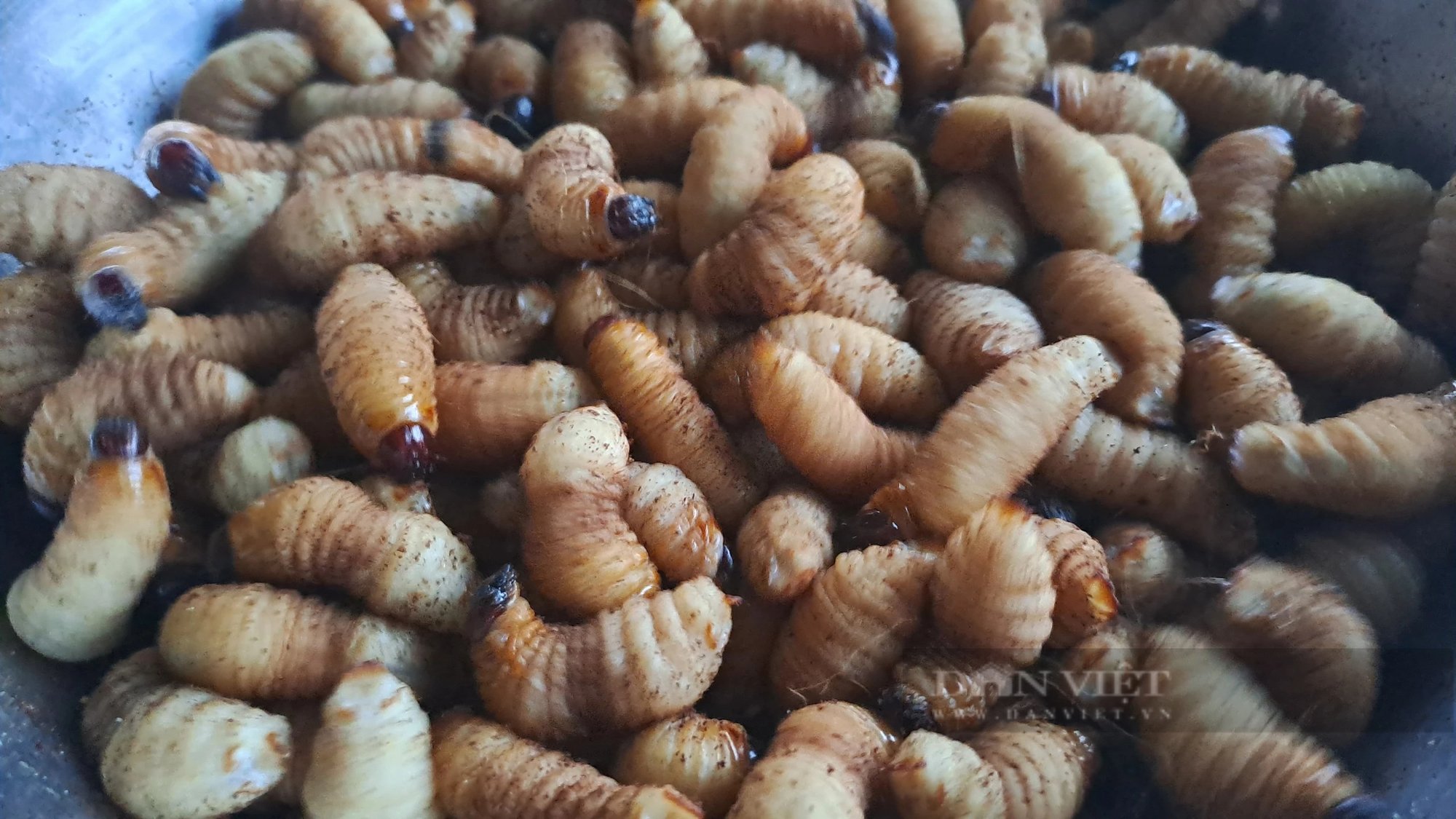 Nuôi con vật béo múp, chỉ ăn một lần vẫn lớn, anh nông dân Thái Nguyên tự trả lương cao cho mình- Ảnh 7.