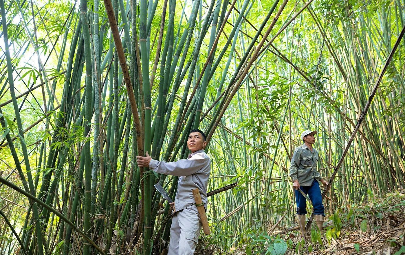 Cây lùng đạt chứng chỉ FSC lên giá, có từng nào bán cũng hết giúp dân nơi này ở Nghệ An thoát nghèo- Ảnh 1.