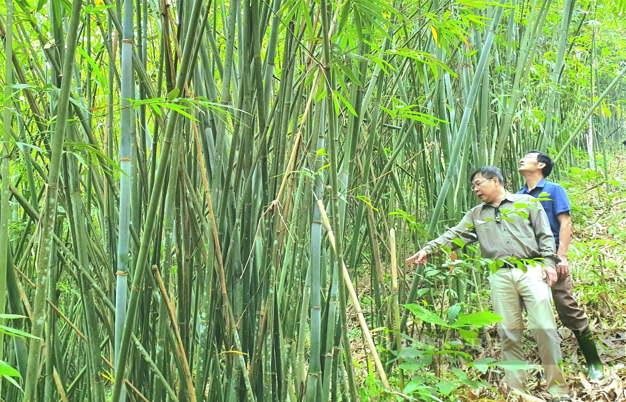Cây lùng đạt chứng chỉ FSC lên giá, có từng nào bán cũng hết giúp dân nơi này ở Nghệ An thoát nghèo- Ảnh 2.