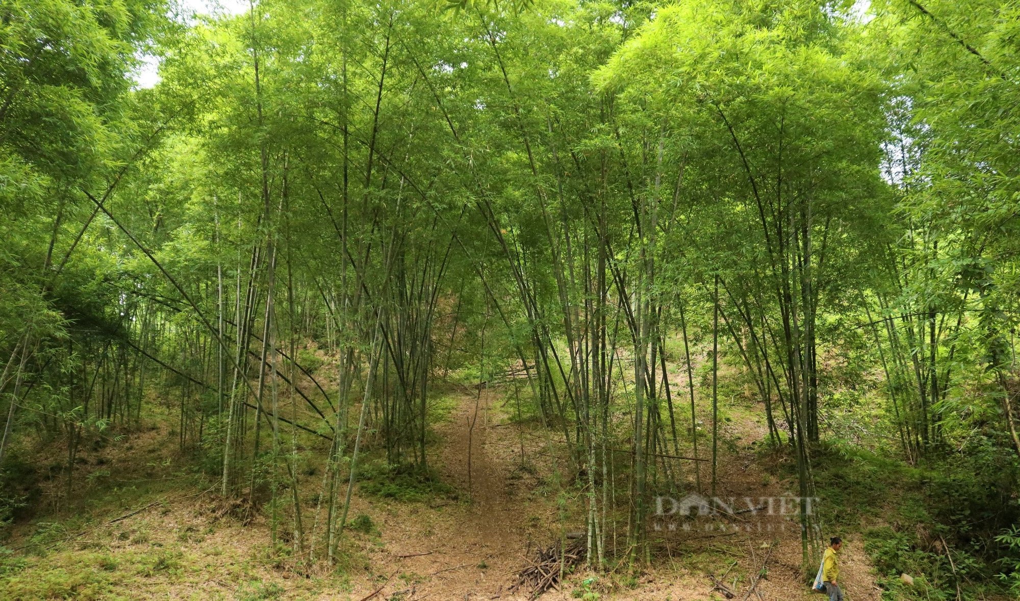 Cây lùng đạt chứng chỉ FSC lên giá, có từng nào bán cũng hết giúp dân nơi này ở Nghệ An thoát nghèo- Ảnh 5.