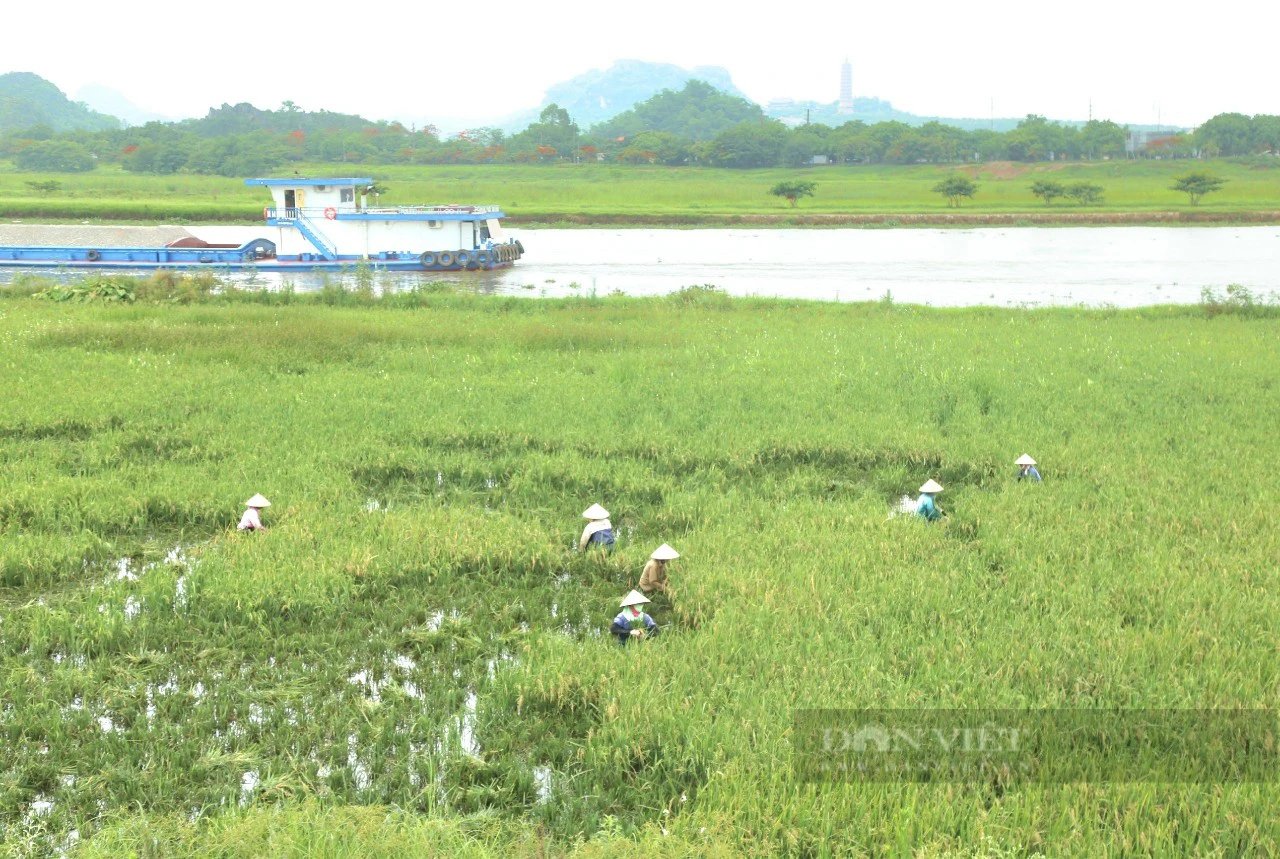 Nơi này ở Ninh Bình, vì sao nông dân trồng lúa đang áp dụng kiểu "xanh nhà hơn già đồng"?- Ảnh 1.