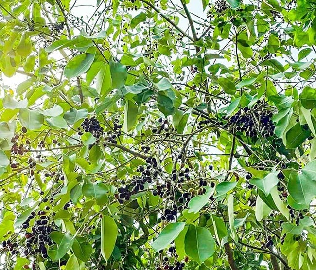 Loại quả quen thuộc vừa ngọt, vừa chua, chát và trở thành đặc sản bao người thích mê- Ảnh 1. Loại quả quen thuộc vừa ngọt, vừa chua, chát và trở thành đặc sản bao người thích mê- Ảnh 1.