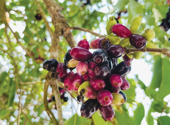 Loại quả quen thuộc vừa ngọt, vừa chua, chát và trở thành đặc sản bao người thích mê- Ảnh 2. Loại quả quen thuộc vừa ngọt, vừa chua, chát và trở thành đặc sản bao người thích mê- Ảnh 2.