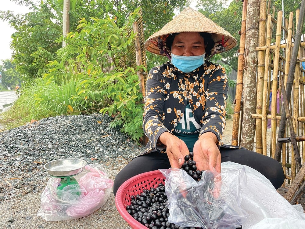Loại quả quen thuộc vừa ngọt, vừa chua, chát và trở thành đặc sản bao người thích mê- Ảnh 4. Loại quả quen thuộc vừa ngọt, vừa chua, chát và trở thành đặc sản bao người thích mê- Ảnh 4.